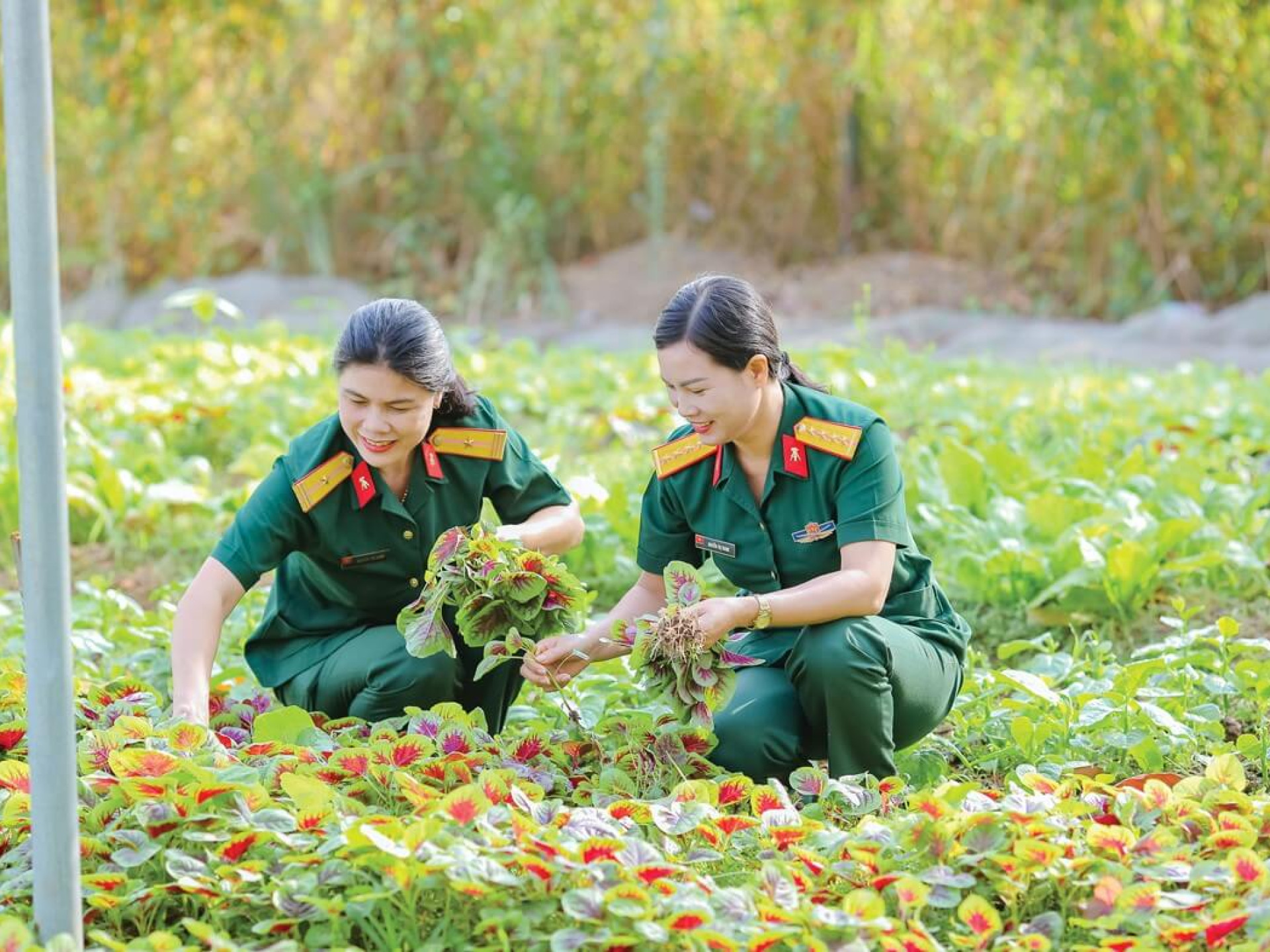 TĂNG GIA TRỒNG RAU TẬP TRUNG