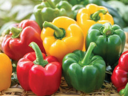 CHỌN ỚT CHUÔNG CHUẨN: BÍ QUYẾT CHO BỮA ĂN KHỎE MẠNH HƠN