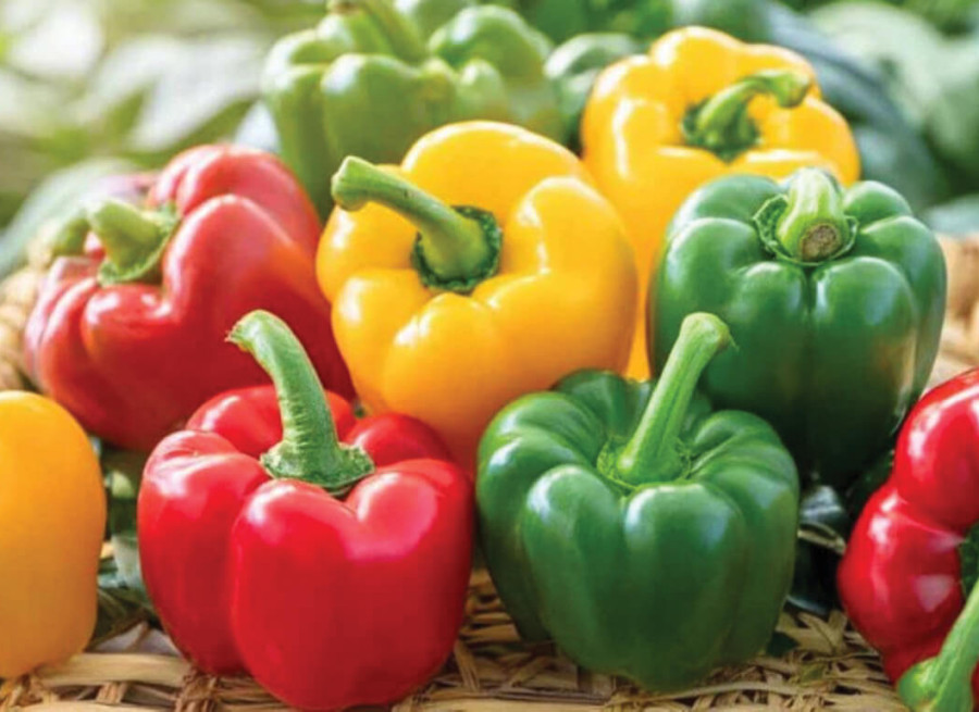 CHỌN ỚT CHUÔNG CHUẨN: BÍ QUYẾT CHO BỮA ĂN KHỎE MẠNH HƠN