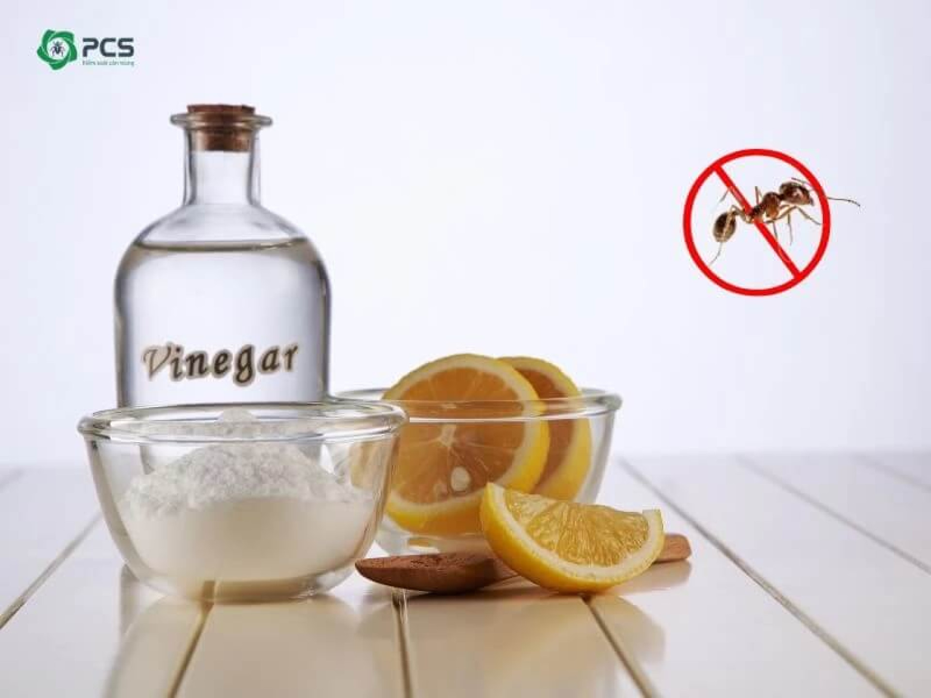 NGỪA KIẾN TRONG BẾP