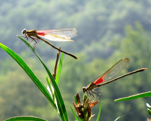 HEO MAY THÊU NỖI NHỚ MÙA