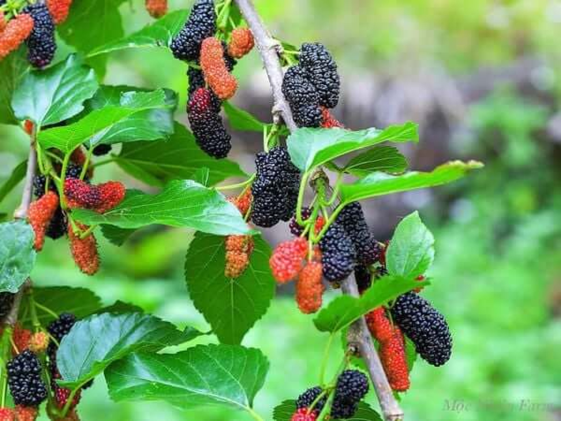 MÙA DÂU TẰM CHÍN