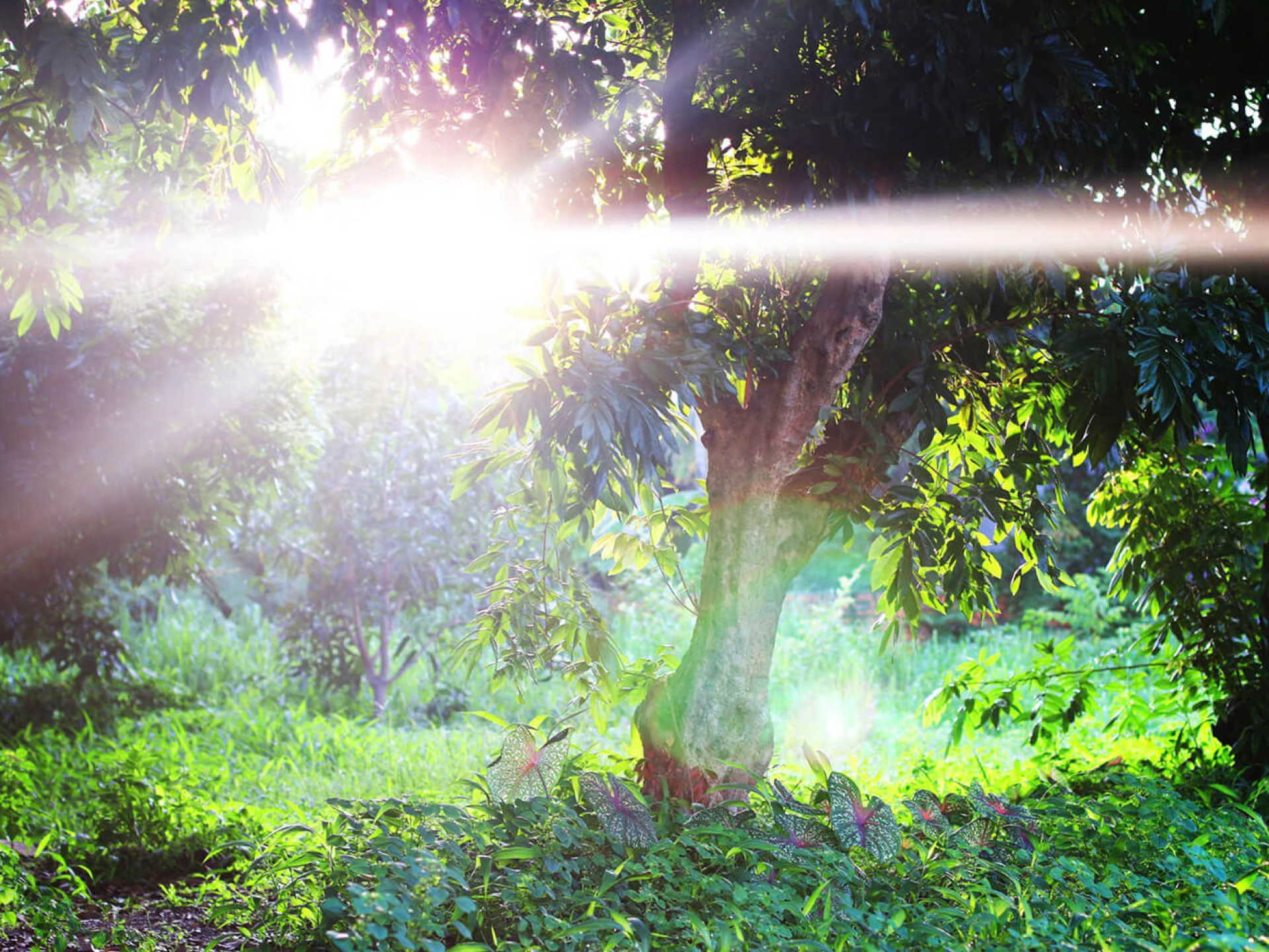 NHƯ VỆT NẮNG…