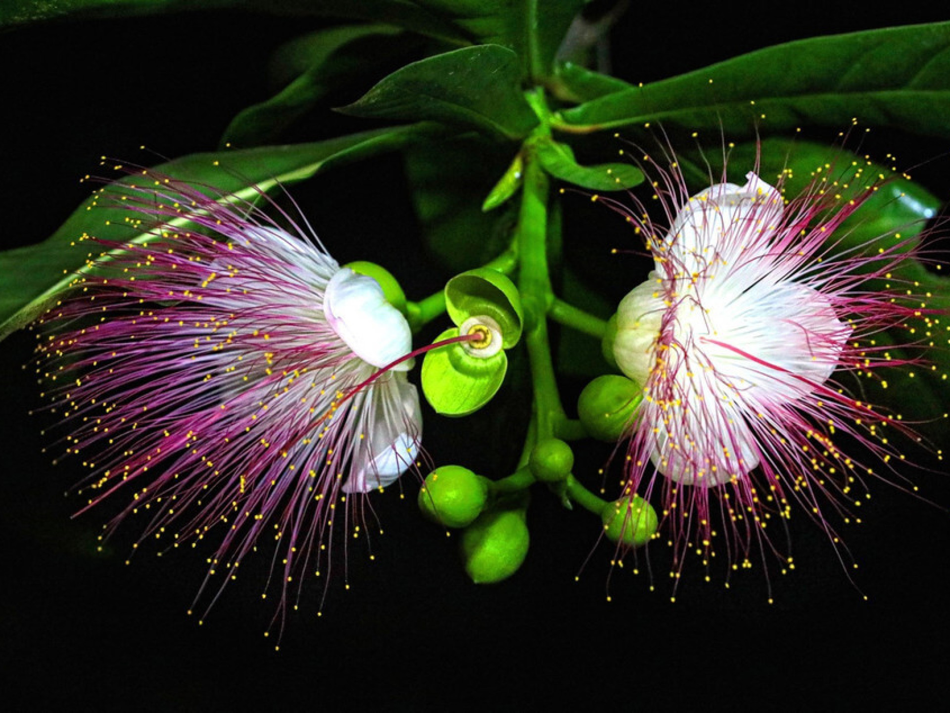 SẮC TÍM BÀNG VUÔNG